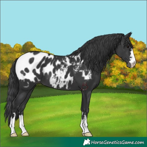 Horse Color:Black Appaloosa 