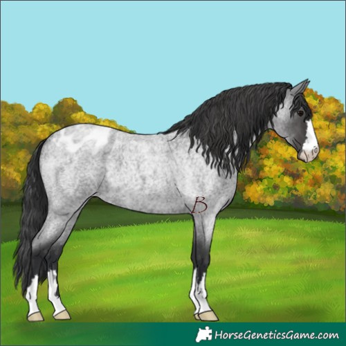 Horse Color:Blue Roan Appaloosa