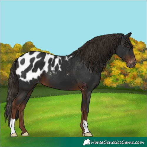 Horse Color:Gray Liver Chestnut Appaloosa