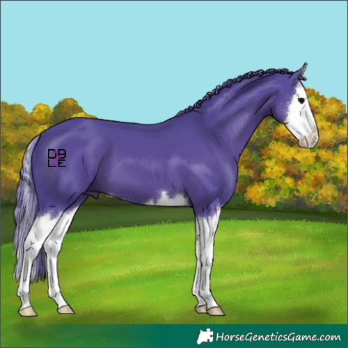 Horse Color:Watercolor Black Splash 