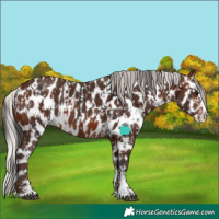 Horse Color:Brown Sabino Splash Appaloosa and Silver Brown Sabino Splash Appaloosa