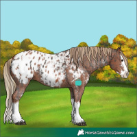 Horse Color:Liver Chestnut Sabino Splash Blanket and Chestnut Sabino Splash Blanket
