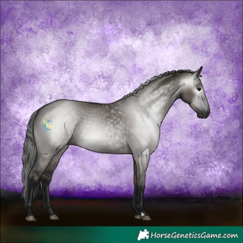 Horse Color:Gray Grullo