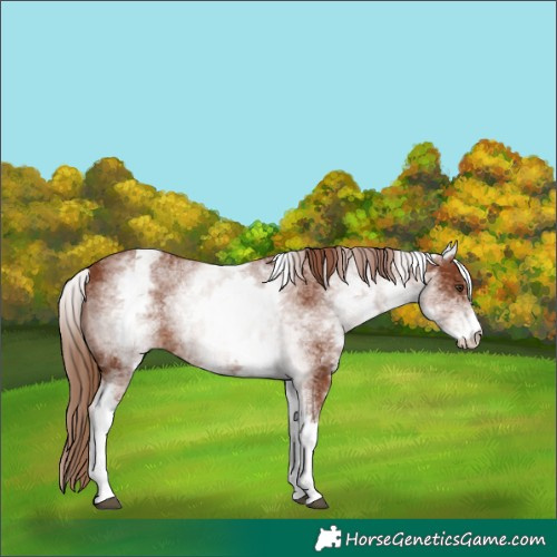 Horse Color:White Spotted Chestnut 