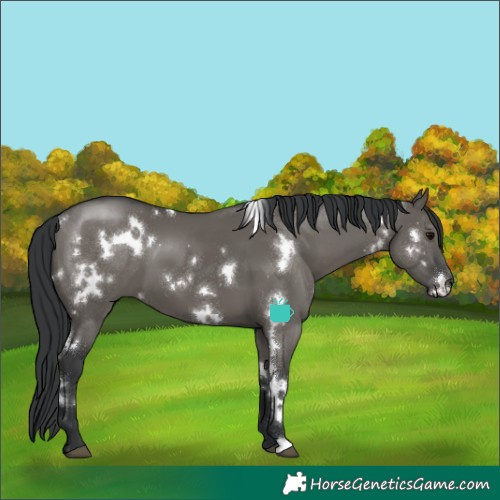 Horse Color:White Spotted Grullo