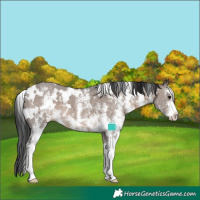 Horse Color:White Spotted Brown Dun Sabino Varnish 