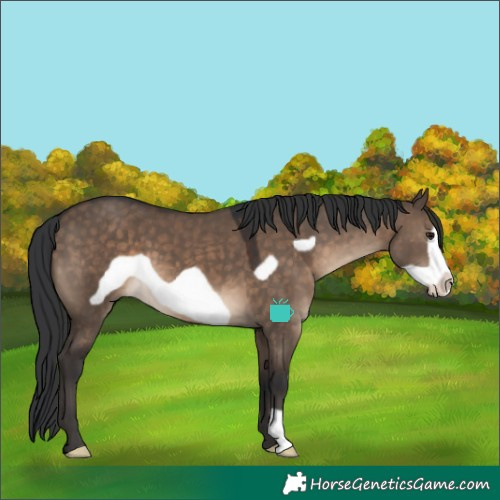 Horse Color:Brown Dun Frame