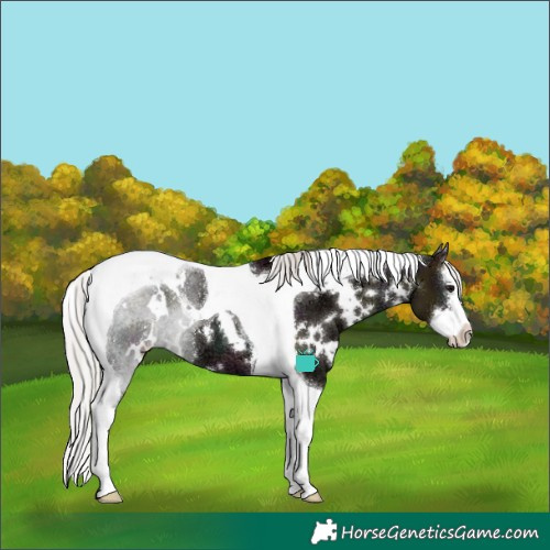 Horse Color:White Spotted Midnight Silver Grullo Ice Splash Tobiano 