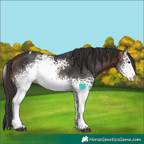 Horse Color:White Spotted Brown Tobiano