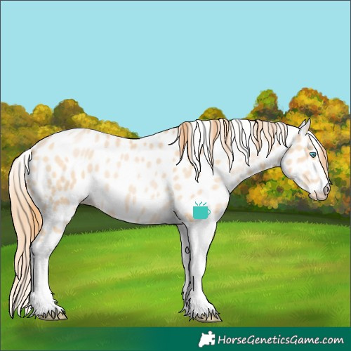 Horse Color:Buckskin Pearl Tobiano Appaloosa
