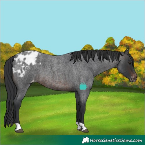 Horse Color:Brown Roan Appaloosa 