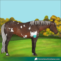 Horse Color:White Spotted Silver Brown 