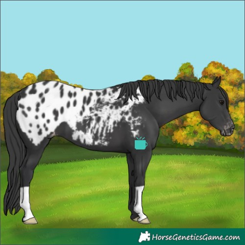 Horse Color:Black Appaloosa