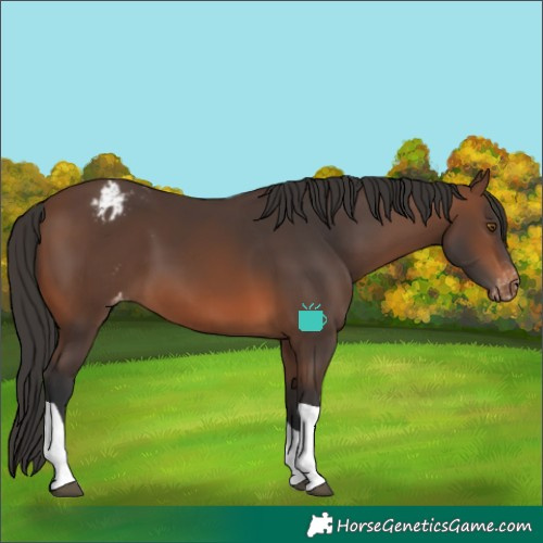 Horse Color:Brown Tobiano Appaloosa 