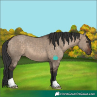 Horse Color:Brown Dun