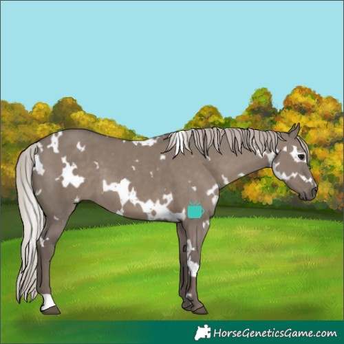 Horse Color:White Spotted Silver Grullo 