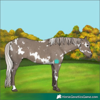 Horse Color:White Spotted Silver Grullo 