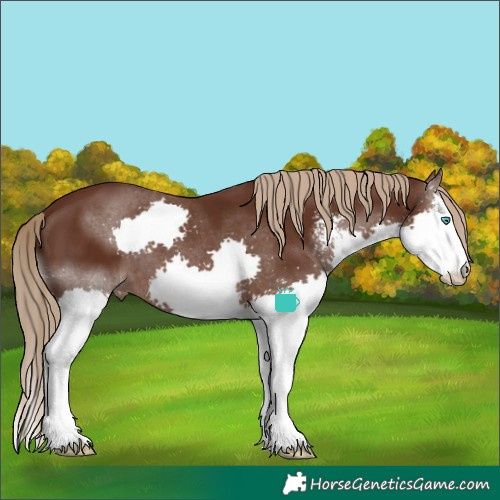 Horse Color:Liver Chestnut Sabino Splash 