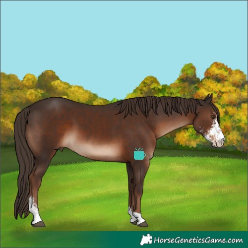Horse Color:Liver Chestnut Sabino
