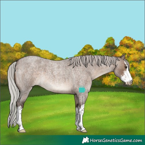 Horse Color:White Spotted Silver Brown Roan Dun 