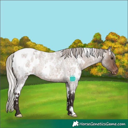 Horse Color:White Spotted Silver Brown Roan Dun Appaloosa 