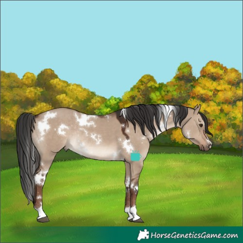 Horse Color:White Spotted Liver Red Dun Rabicano