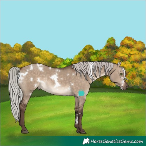 Horse Color:White Spotted Silver Brown Dun Rabicano
