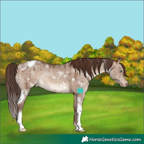 Horse Color:White Spotted Sable Champagne Dun Tobiano Appaloosa Rabicano Brindle 