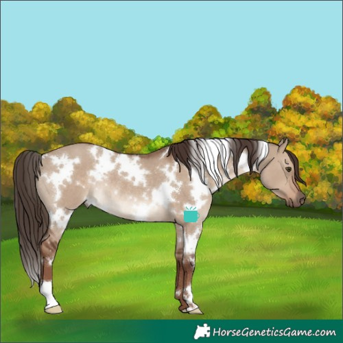 Horse Color:White Spotted Liver Red Dun Rabicano