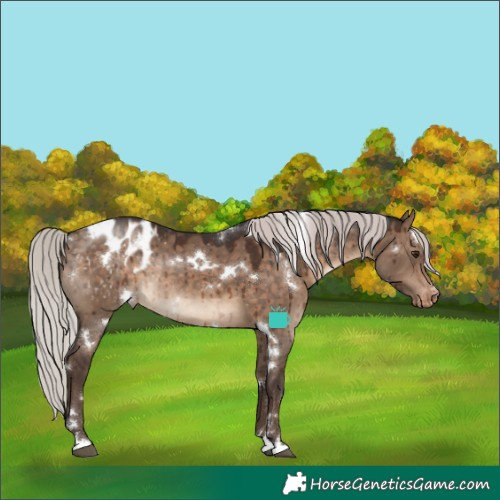 Horse Color:White Spotted Silver Brown Dun Appaloosa Rabicano Brindle
