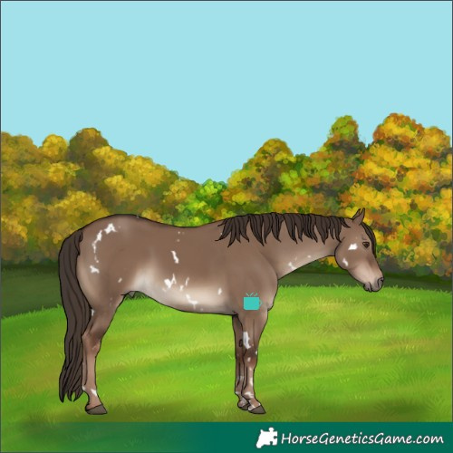 Horse Color:White Spotted Liver Red Dun Rabicano