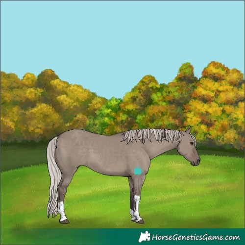 Horse Color:Silver Grullo Tobiano Rabicano 