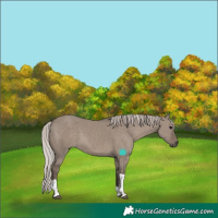 Horse Color:Silver Grullo Tobiano Rabicano 