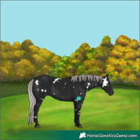 Horse Color:Gray White Spotted Silver Brown 