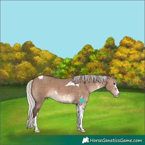 Horse Color:Silver Brown Dun Sabino Tobiano