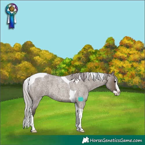 Horse Color:Silver Grullo Roan Splash Tobiano