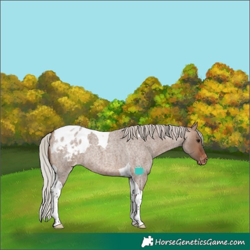 Horse Color:Silver Brown Roan Dun Tobiano Appaloosa 