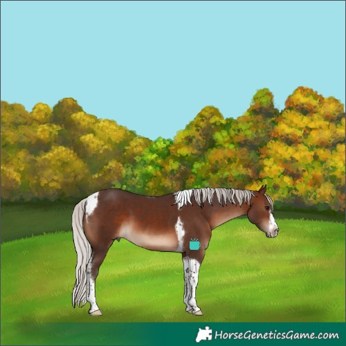 Horse Color:Silver Brown Tobiano Frame 