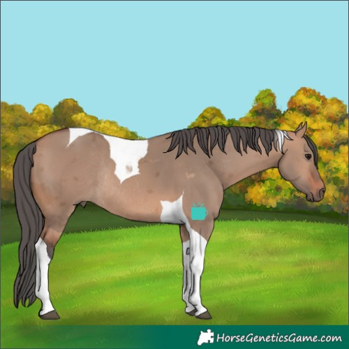 Horse Color:Bay Dun Merle Tobiano Rabicano 