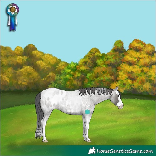 Horse Color:Grullo Roan Merle Splash Tobiano Appaloosa Rabicano 