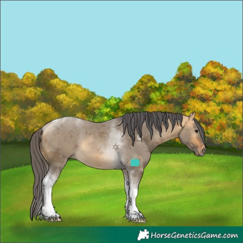 Horse Color:Buckskin Dun Merle Tobiano Rabicano 
