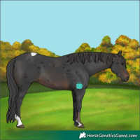 Horse Color:Gray Brown Merle Tobiano