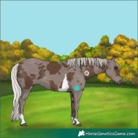 Horse Color:Silver Black Merle Tobiano