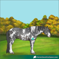 Horse Color:White Spotted Brown Merle Sabino Rabicano 