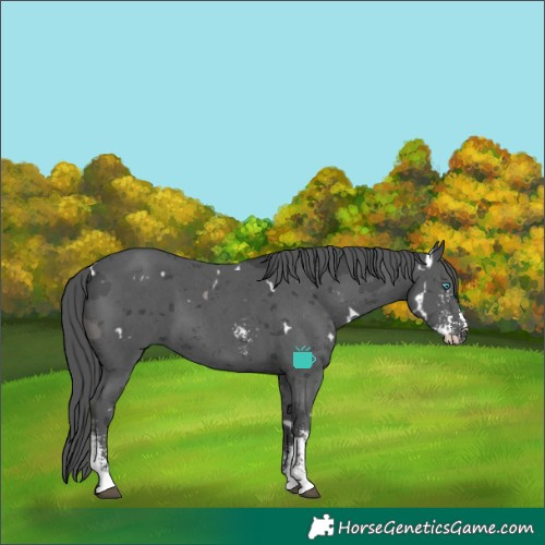 Horse Color:White Spotted Black Merle Sabino 