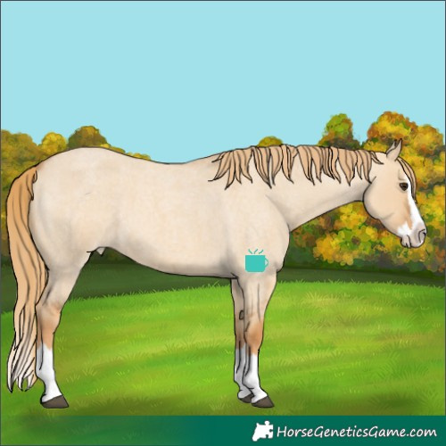 Horse Color:Red Dun Roan Splash Appaloosa 
