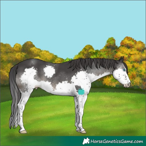 Horse Color:Black Splash