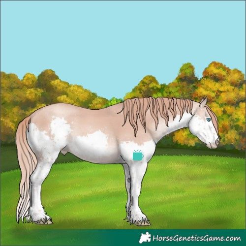 Horse Color:Gold Champagne Splash 