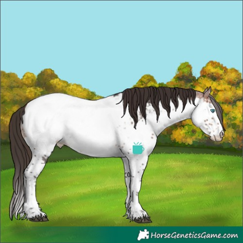 Horse Color:Brown Sabino Splash Appaloosa