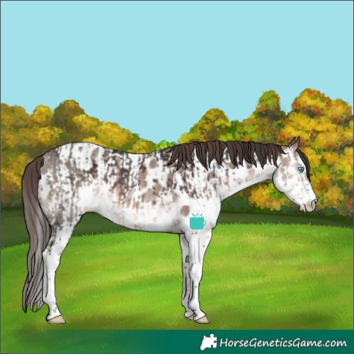 Horse Color:Brown Splash and Sable Champagne Splash Near Leopard Rabicano